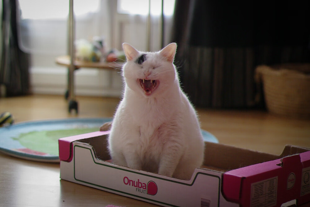 女子蝶泳新星表现抢眼，女子蝶泳决赛视频